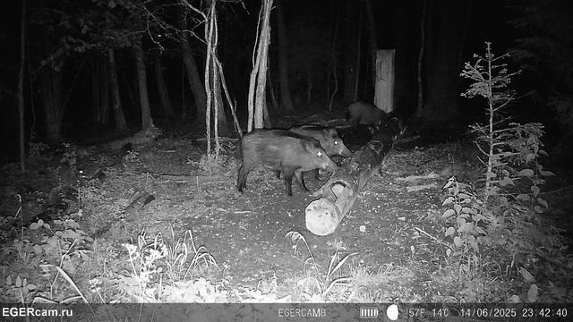 We have prepared for you a small selection of shots from camera traps of our RikaNV team in the hunting grounds of Belarus🇧🇾📸