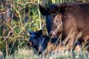 Saskatchewan taking steps to control wild boars and feral pigs
Increasing feral pig surveillance and eradication efforts, along with declaring them a regulated pest, are 