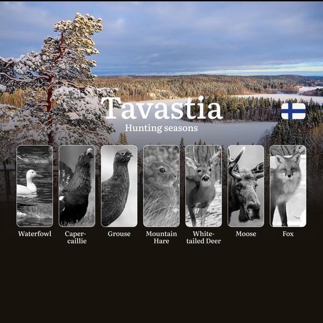 Hunting Seasons in TAVASTIA (HÄME): Opening and Closing Dates, Protected Species, Required Licenses and General Hunting Rules