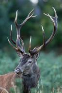 Cerf libre et sauvage
Oise France
09/2023