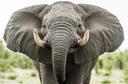 Olifante is die grootste landdiere op Aarde. Hulle woon in Suidoos-Asië en Afrika in tropiese woude en savanne. Die grootste Is afrika-savanna-olifante, hul massa kan 6 ton oorskry.

Daar is'n vet kussing in die middel van die olifant se voet, wat "plat" word elke keer as die olifant sy voet laat sak, wat die ondersteuningsarea vergroot. Olifante het kloue op die boonste kakebeen gemodifiseerde snytande wat gedurende die dier se hele lewe groei. Gewoonlik het olifante twee kloue, of hulle het dit glad nie (Afrikaanse olifante het kloue, beide mans en vroue, Indiese olifante het net mans). Met behulp van slagtande stroop hulle die bas van bome af en maak die grond los op soek na sout, en veroorsaak ook wonde aan roofdiere.