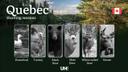 Hunting Seasons in QUEBEC: Key Regulations, Licenses & Smart Strategies

Quebec's hunting seasons reflect a careful balance of wildlife management, environmental consider