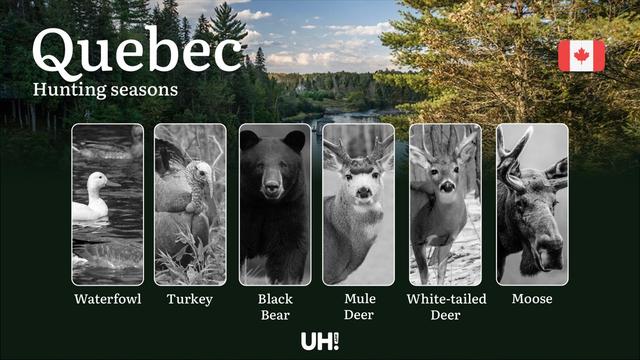 <strong>Hunting</strong> Seasons in QUEBEC: Key Regulations, Licenses & Smart Strategies