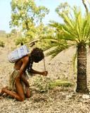 Macrozamia bush flavour for Australian aborigine hunters.

Macrozamia are palm-shaped, dioecious plants with a usually unbranched trunk with several or many leaves. The l