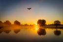 A Wonderful Start to the Day at Bushy Park's Leg of Mutton Pond - 28.09.24

Bushy Park is one of the best spots for nature lovers and wildlife enthusiasts in London. On t