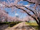 Japan in Cherry Blossom Season

While Japan is beautiful year-round, the few weeks each spring when cherry trees across the country explode with blossoms is a particularl