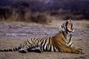 How the return of poaching threatens India’s tiger success story

The poachers who killed T32 in India’s Madhya Pradesh had a simple plan, and executed it at night. Running wire through a field and applying a strong current, they electrocuted the tigress as she patrolled her territory, beating her to death after she lost consciousness. They then pulled out her canines, whiskers and claws before dumping the body in a village well, weighted down by a stone.

T32 was declared missing by rangers, until three days later the stone gave way and her remains floated up to the surface of the well. The grim image of the tigress’s mutilated body floating in the water sent ripples of outrage through the conservation community.

Here in the dense forests in the heart of central India, the reserves of Madhya Pradesh are playing a crucial role in what the government says is the success story of Project Tiger. Launched 50 years ago, the country’s flagship conservation programme has seen tiger numbers rise from 2,967 to 3,167 as of the latest census released by prime minister Narendra Modi this April.

Yet while this figure was lauded as “an achievement not only for India, but for the entire world” by Modi and celebrated by the country as a whole, conservationists say this actually represents the smallest increase in tiger numbers for a five-year period going back at least two decades.

Another number, they say, should be getting more attention – the 324 tiger deaths India has seen in just the last 29 months, equivalent to the loss of one tiger every three days. At least 87 tigers have already died this year alone.

Some deaths must inevitably be the result of old age, sickness or natural competition between these fearsome and territorial predators. But poaching is also a major factor, one which is rarely acknowledged, let alone debated, in the official conversation around India’s tiger success story.

The last time tiger poaching got out of control in India it had a devastating impact on the overall population of the animals: official figures show that between 2002 and 2006, the country lost a total of more than 2,200 tigers.

A return to those days is many conservationists’ worst nightmare, and there are concerns that Madhya Pradesh is emerging as a new hotspot for poachers, accounting for more than 90 of the deaths between 2021 and April 2023.

Besides the way the body had been disposed of, the fact that T32 was found with claws, whiskers and canines missing is an unmistakable indicator that she was poached, says Vincent Rahim, who was the top forest official at Bandhavgarh national park at the time.

During Rahim’s tenure another star tigress also died in suspicious circumstances. Solo was seen as the park’s friendliest tiger and a tourist’s delight, undisturbed by the noise of jeeps and canter vans and always happy to put on a display.

In October 2020 she was found dead alongside her cub, and while no official reason has ever been given for her death, officials and locals believe she was poisoned. “Some traces of poison were found in her stomach in the autopsy,” says Rahim, adding that mystery remains over why she was targeted.

One theory is that Solo was poisoned by villagers, possibly angered by the threat she and other tigers pose to their livestock. Villagers have been known to use commonly available pesticides as a reliable method of killing big cats, says Kuldeep Chaturvedi, a member of the tiger protection force in Bandhavgarh tiger reserve.

Rahim describes Solo’s death as a “huge loss for the park”, and as sad as it was shocking. But the cause of death was not a surprise, recognised as one of the two most common ways in which tigers are deliberately killed in India.

“[This is] how tigers die – either they are poisoned out of vengeance or they are electrocuted,” the tiger reserve’s current sub-divisional officer Sudhir Mishra tells The Independent. “You cannot rule out poaching, it is not going away, ever,” he adds.

<p>Officials monitor the carcass of a tiger allegedly killed due to electrocution in July 2022 in Madhya Pradesh’s Umaria</p>
Officials monitor the carcass of a tiger allegedly killed due to electrocution in July 2022 in Madhya Pradesh’s Umaria

(Sourced/ The Independent)
Some poaching of tiger parts is most likely opportunistic – villagers kill an animal who was threatening their farms, and then try to sell some of the remains knowing they will fetch large prices on the black market. Poached tiger parts can go for anywhere between £1,000 and £100,000 in Nepal and China, officials told The Independent.

Such amounts draw organised criminals as well, as was suspected to be the case in Tamil Nadu earlier this year when a group of men and women travelled from northern India to seek employment as labourers in the Nilgiris tiger reserve in order to hunt the big cats at night, police say. They were caught during one such poaching attempt and arrested in February.

“The modus operandi was simple, they would trap a tiger, skin it and sell it along with the bones and canines,” says a top forest official in Nilgiris who was directly involved in the arrest.

The official says they are now investigating the poachers’ possible connections in other parts of the country, as well as the established logistics network that transports the tiger parts via train to port cities like Chennai, and from there to Bangladesh, Nepal and China.

It means the rangers in Madhya Pradesh are always on the lookout for both the poachers and their support networks – keeping one eye on the forest inside the reserve, and the other on key railway junctions like Katni which connects central India to major ports.

While the most lucrative black markets for tiger parts are in traditional medicine abroad, there are also plenty of superstitions and occult practices around the animals in India that create local demand for parts.

“If you mix tigers’ whiskers in your enemy’s food, be assured that the person will die within a month and a half. No medicine in the world can stop it,” one villager employed in the national parks tells The Independent.

Tackling such views and creating a sense of pride in tiger protection among locals is one of the most important and challenging tasks for forest officials. There are more than 5,000 people living within Bandhavgarh tiger reserve, with small pockets of villages having schools, pharmacies, local grocery stores and even grounds for holding social functions within the protected area.

It is the perfect set-up for human-animal conflict. Gudda, a 50-year-old villager who was attacked by a tiger in February this year while grazing his cattle, says the attack occurred at a time when tigers are normally not active – around 1pm in the afternoon.

Gudda tells The Independent he had no warning before the attack apart from the gentlest rustling of nearby leaves. He turned and saw nothing, but then was slammed off his feet by a force that felt like a hurricane.

He landed face-to-face with a snarling fully-grown tiger, a dominant male well-known to those who live in the village which he counts as his territory alongside a fellow tigress and their cubs.

The tiger looked Gudda in the eye and then went for his face. The cattle-herder reacted instinctively by raising his right forearm, offering it to the tiger instead. “I wanted to stop the tiger from eating my face,” he says.

<p>Cattle-herder Gudda shows stitched marks from his injuries after a dominant tiger in the area attacked him </p>
Cattle-herder Gudda shows stitched marks from his injuries after a dominant tiger in the area attacked him

(Arpan Rai/ The Independent)
Gudda howled for help, screaming “come running, save me, I am being eaten alive”, but with the nearest houses still far away he had little hope of rescue. “I knew I was going to die just like hundreds of other villagers who previously succumbed to tiger attacks,” he tells The Independent.

Then suddenly, almost as if he changed his mind, the tiger walked off.

Chaturvedi says this part of Madhya Pradesh sees between 10 and 15 such instances a year of tigers charging villagers while they graze their cattle, and that deaths are also not uncommon. Persuading these same villagers to help protect tigers from poachers is not always easy.

Many of the villagers living around or in tiger reserves consist of tribal communities long associated with tigers, like the Baheliyas – which is also the Hindi word for hunter. Though big cats are no longer on the menu for these groups, many continue to survive on bushmeat from spotted deer and peacocks – and tigers are inevitably caught in their traps from time to time. Traps are also laid as a protective measure by farmers, to keep grazers off their agricultural land.

SP Yadav, a top official with India’s National Tiger Conservation Authority (NTCA) and the additional director general of Project Tiger, suggests these kinds of incidents are more likely than deliberate poaching of tigers for their parts.

“There have been a few instances of electrocution of tigers and poisoning happening in Madhya Pradesh,” he admits. “Sometimes the electric fence which is used by farmers for protecting their crops has unintended consequences when a tiger strays into the field.”

He says the Indian government is working hard to prevent these accidental deaths. “Now no new [power] transmission line is permitted in protected areas [of the tiger reserve] without insulating them or bushing them,” Yadav tells The Independent.

This year, authorities have found just one case of a tiger’s skin being poached in Madhya Pradesh, he says. “In the current year, though there are 55 tiger deaths reported so far (nationally, up to March) only four cases pertain to seizure of skin, which can be attributed directly to poaching,” he says.

The Modi administration, he says, is “very well aware about the real threat posed by the trans-national poaching syndicates”.

Yadav says the NTCA maintains a national repository of camera trap photographs of tigers. “So in case of seizure of tiger skin, it is matched against the databases of the park as well as the national database to identify the origin of the skin.

“Poaching of prey and sometimes tiger cannot be ruled out, but it is not at an alarming rate,” he says.

Prominent wildlife activist Ajay Dubey disagrees, claiming that the only difference in the 50 years since Project Tiger was launched in 1973 is that hunting the animals has become illegal – but only on paper.

“Poor conviction rates along with zero tightening of legal provisions on the state level has led to the decimation of the tiger population in India,” he says, calling on the government to release state-by-state figures of the tiger population so it can be verified by local experts.

Dubey alleges that the claims made by the NTCA of rising tiger numbers on a national level do not tally with what he and other campaigners are seeing on the ground, adding that the tiger reserves of India are failing in conflict management between humans and tigers.

Mishra says his forest department in Bandhavgarh is putting the majority of its resources towards protecting wildlife and averting poaching, rather than boosting tourism or other logistical requirements, as the park is, if anything, facing a problem of plenty.

He says there are more than 150 tigers vying for space and their own territory in the reserve, with some inevitably forced to the periphery where they risk running into humans.

“Mark my words: there is a population explosion among tigers, much beyond what our existing capacity permits,” he says.

Rahim, Bandhavgarh’s former head, says reserves in Madhya Pradesh “are reaching their saturation point. Of course there will be violence and natural selection.”

Does that imply more deaths among tigers and villagers to come? “Nature and the wild will take care of it,” he says.