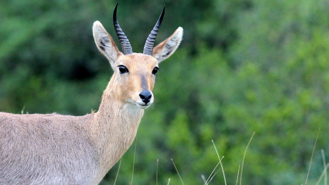 Hunting in Western Bahr el Ghazal: Natural Terrain, Local Hunters, and Wildlife Resources