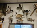 I have some farm raised bird mounts for sale. They all have the tags attached to the mounts so it's 100% legal. My family raised birds for 20+ years.

Silver Hawaiian pin
