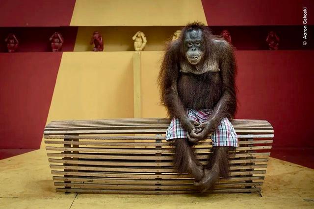 The Funniest Photos in the History of the Wildlife Photographer of the Year Contest.