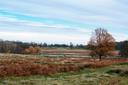 Hunting in Powys, Wales: geographical and natural features of the region, hunting seasons, interesting facts and traditions

Geographical and natural features of the regi
