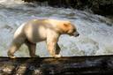 First Nations, B.C. government move to ban black bear hunting in an effort to protect rare spirit bears

Black bears in Kitasoo/Xai’xais, Gitga’at territories likeliest to carry rare genetic trait, researchers say The B.C. government has banned the hunting of black bears in the territories of the Kitasoo/Xai'xais and Gitga'at First Nations in the Great Bear Rainforest, in response to a joint proposal by the nations to protect one of the rarest bear species on the planet: the spirit bear.

"This is the only part of the world where you'll likely find a spirit bear," said Douglas Neasloss, co-ordinator for the Kitasoo/Xai'xais Stewardship Authority (KXSA).

"Anytime someone shoots a black bear, it could be carrying that recessive gene so we wanted to see that hunt over." 

Spirit bears, also known as kermode bears or moksgm'ol in the Tsimshian language, are black bears with a white coat — the result of a recessive gene found in about one in 10 black bears in British Columbia's Central and North Coast regions, according to research from the University of Victoria in collaboration with the nations. 

The B.C. government announced the new regulations on July 1, which include stipulations on hunting closures covering 8,158 square kilometres of Kitasoo/Xai'xais and Gitga'at territories, and approximately 13 per cent of the Great Bear Rainforest. It is a region wildlife biologists say is home to the highest concentration of black bears possibly carrying the rare gene.

Neasloss says this is the only part of the world where spirit bears appear. "It's just such a rare thing to see something so beautiful and white just come out of a dark green forest," he said. 

"It's one of the most magical things you can see."

Saving bears takes a lot of gas. This B.C. rescue says it needs more funds to keep doing the work
In an emailed statement to CBC News, the B.C. Ministry of Forests said the "no-hunting area expands on existing closures to cover areas where the highest concentration of genetic mutation occurs and aligns with Indigenous knowledge."
