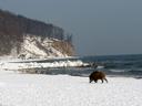 Рим подвергся нашествию кабанов
Мэр города обратилась за помощью в прокуратуру.

Вирджиния Раджи обратилась в прокуратуру с заявлением на власти столичного региона Лацио 
