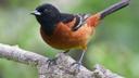 French court overrules government on bird hunting licences

France’s top administrative court has suspended new permits given out by the government for traditional bird hunting.

Monday’s decision by the Council of State ruled that hunting orders granted by the government earlier this month were likely to contravene European law. The ruling follows Intense lobbying by nature conservationists.

“It's a great joy that the urgency has been recognised because the damage is irreversible in terms of hunting,” Muriel Arnal, of the NGO One Voice, told France Info radio.

"It's important to know that there is justice, and that our ecosystems and biodiversity are protected."

Activists say that 150,000 birds die annually in France from non-selective hunting techniques such as glue traps and nets at a time when Europe's bird population is in sharp decline.

Tecnniques banned

Over the summer the court banned a range of traditional techniques for hunting birds, including using nets, cages and glue traps.

The practices have been popular in the southwest of France and the eastern Ardennes region.

“For years the hunting lobby has been listened to by successive governments,” Arnal said.

“But today, we can't say that we don't know that birds are disappearing, that it's cruelty, just for a hobby.”

The 2009 European Birds Directive prohibits the mass capture of birds without distinction of species.

"Hunting traditions cannot justify failure to comply with the requirements of the Birds Directive," said the League for the Protection of Birds, hailing the French court's ruling as a "fine and great victory".

However hunting groups are unhappy with the decision, arguing their bird hunts are too small to affect biodiversity".

"I have a lot of anger, bitterness and disgust," Willy Schraen, president of the National Federation of Hunters, told AFP.

"I don't understand this political and legal determination to annoy a handful of French people over something so insignificant."