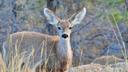GAME WARDEN RESCUES MULE DEER FROM MUD PIT

A mule deer doe is lucky to be alive after being rescued from quicksand-like mud in Idaho. The yearling sunk through a suppose