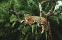 Rewilding: Jaguars return to Argentina’s wetlands 70 years after local extinction

Rewilding efforts are returning jaguars, the largest predator in South America, to areas where the species has been driven to local extinction due to hunting and habitat loss.

In Argentina, just 200 Jaguars remain, but a reintroduction programme has returned a mother and two cubs to the country’s Iberá wetlands, 70 years after the species was last observed in the region.

They are the first of nine jaguars which will be released to repopulate the wetlands, which are a protected area covering almost 700,000 hectares and offering an abundance of wild prey for the big cats.

Jaguars are a “keystone species” - an organism vital for the continuation of the local ecosystem - as they control levels of prey which would otherwise overgraze habitats, reducing biodiversity. It is hoped their presence will help wildlife in the wetlands flourish.

The adult jaguar, named Mariua by researchers, was born wild before being rescued as an orphan cub in her native Brazil, while her two cubs Karai and Porã were born in captivity in September 2020.

They are the first jaguars to live in complete freedom in the Argentinian province of Corrientes, according to the organisation who introduced them to the area, Rewilding Argentina.

Mariua and her cubs have settled on a hill close to small patches of forests, as well as pastures and wetlands, the organisation said. Their movements are made through a very limited area of about 50 hectares.

Researchers say the mother has hunted capybaras on several occasions - the only prey detected in the family’s diet so far.

“Carefully re-introducing predators such as jaguars can help restore ecosystems. Without these species, biodiversity suffers and the services that nature provides can break down – from disease mitigation and soil protection to water system regulation,” said Doreen Robinson, Chief of Wildlife at the United Nations Environment Programme (UNEP).